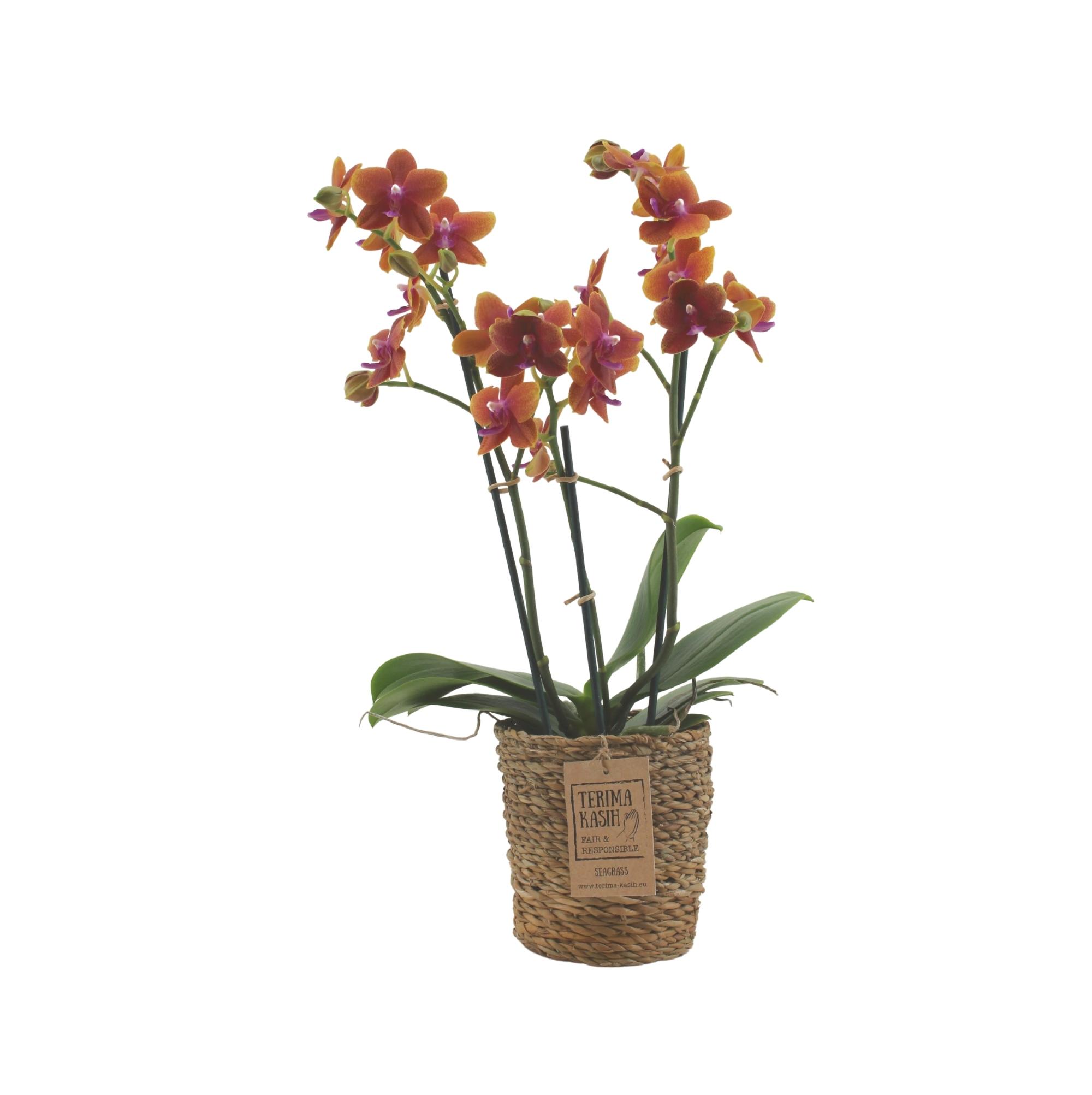 Orchidée (cache-pot ou vase inclus) – Il était une fleur